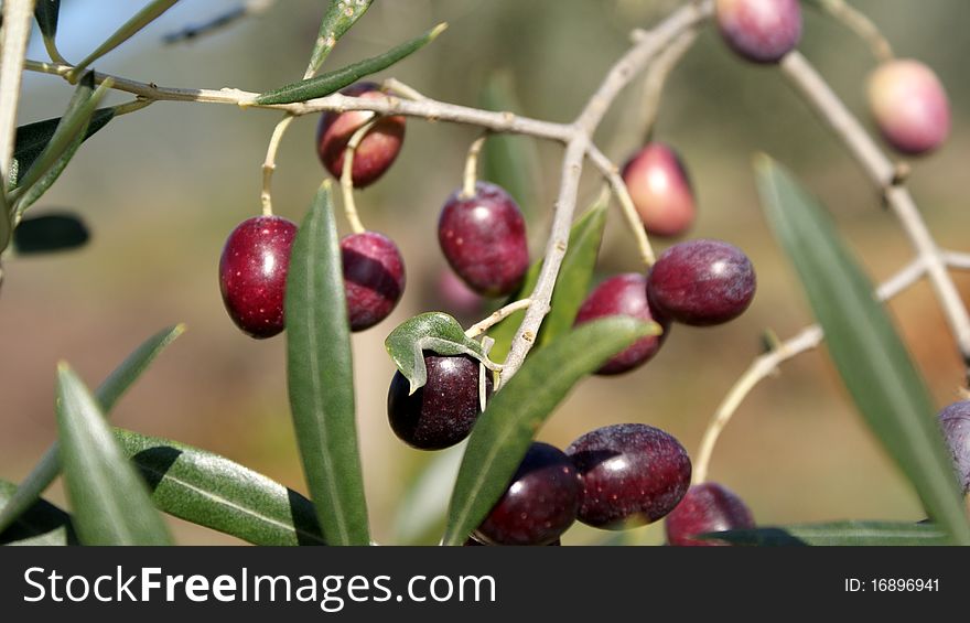 A branch of olives ready for harvesting. the olives are ripe and assume the characteristic dark color. A branch of olives ready for harvesting. the olives are ripe and assume the characteristic dark color