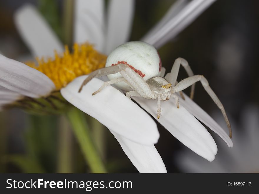 Goldenrod Crab Spider Sitting On Daisy