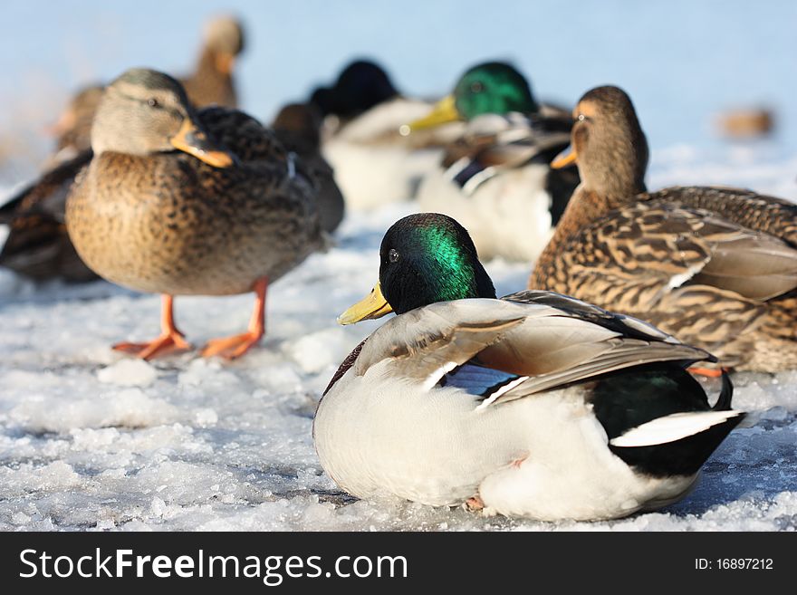 Brown ducks on frozen pond, duck in front waving with wings. Brown ducks on frozen pond, duck in front waving with wings