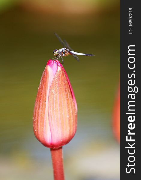 A dragonfly sits perched on a lotus flower. A dragonfly sits perched on a lotus flower