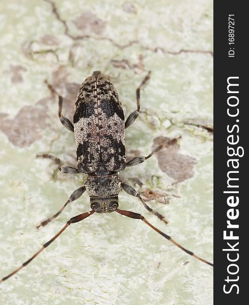 Black-clouded Longhorn Beetle (leiopus nebulosus) Macro photo.