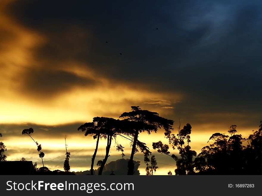 Trees silhouetted against a wild dusk sky. Trees silhouetted against a wild dusk sky