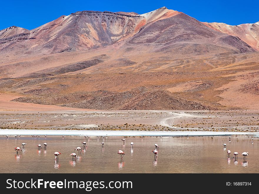 Laguna Celeste, Altiplano, Bolivia, South America. Laguna Celeste, Altiplano, Bolivia, South America