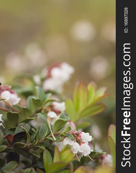 Blooming cowberry, macro photo. Vertical composion.