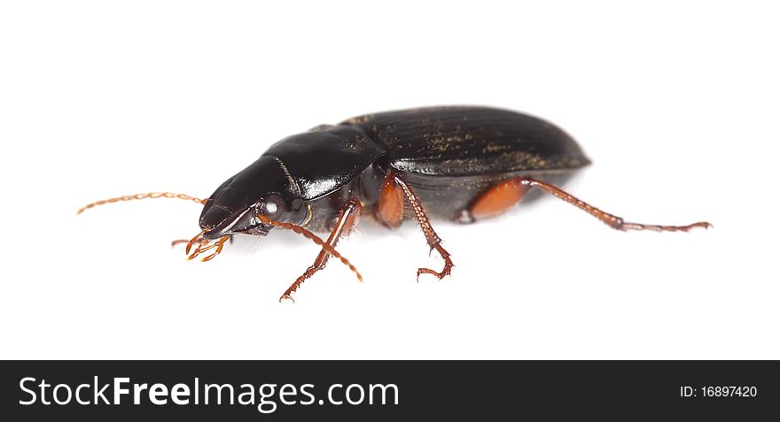 Ground beetle isolated on white background.