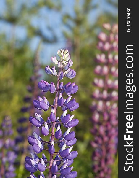 Wild Perennial Lupin (Lupinus perennis) Macro photo.