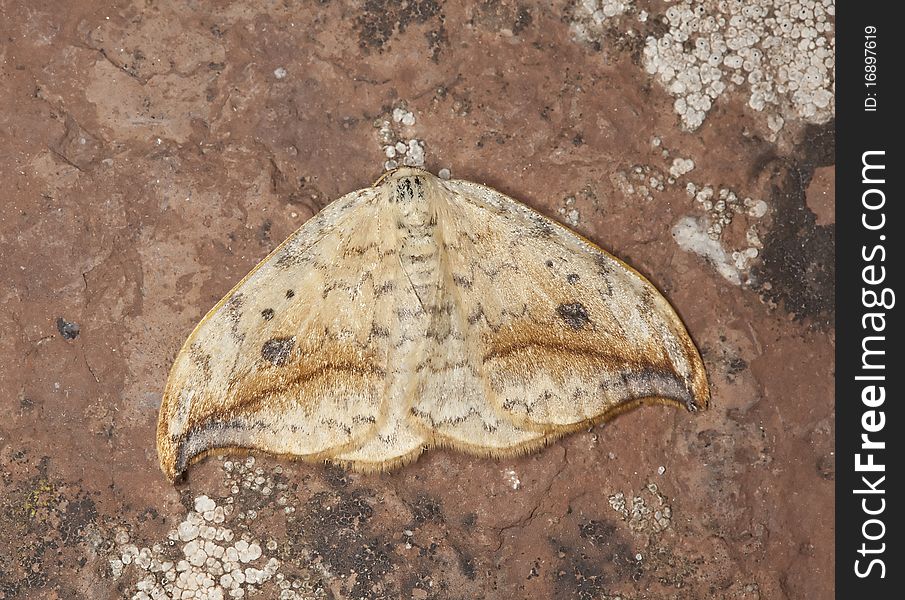 Pebble Hook-tip (Drepana Falcataria)