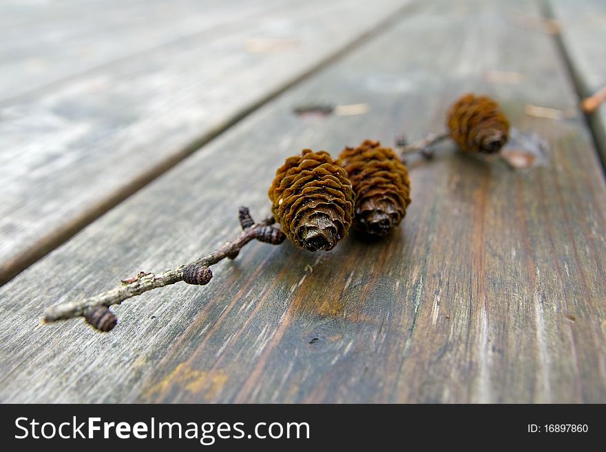Little brench with pine cones on a table