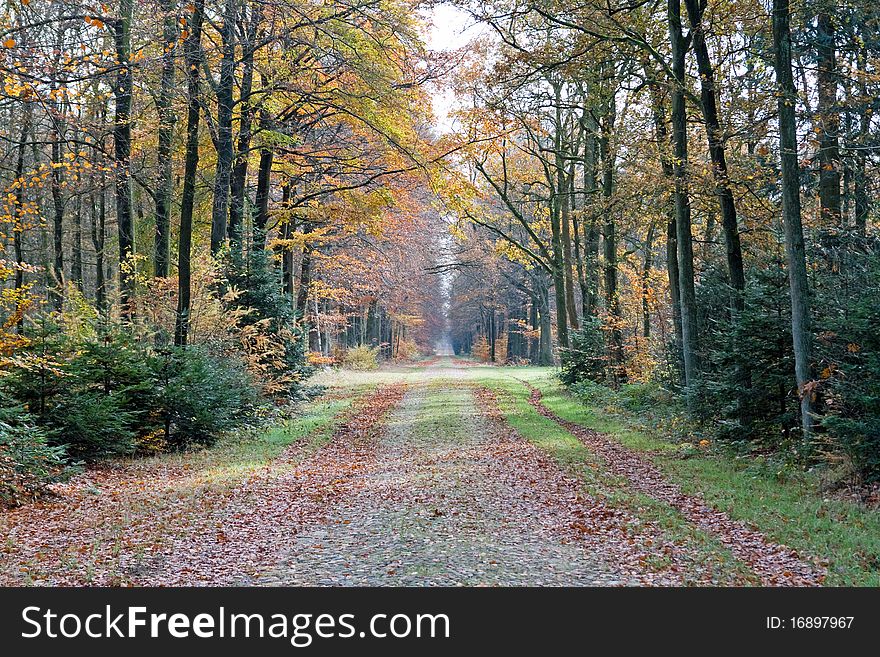 Road trough Autumn forest. Trees with fallen leaves on the ground. Road trough Autumn forest. Trees with fallen leaves on the ground