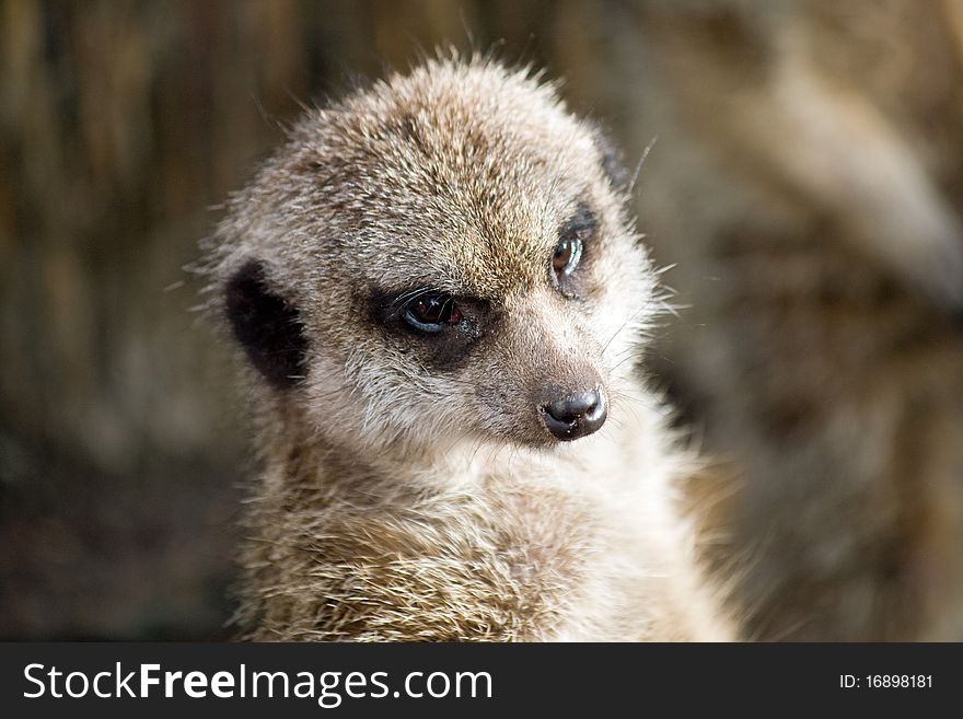 A close up of a meercat keeping a lookout. A close up of a meercat keeping a lookout