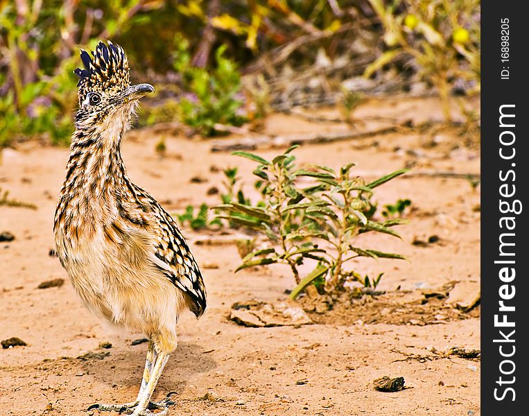 Roadrunner posing with headfeathers high