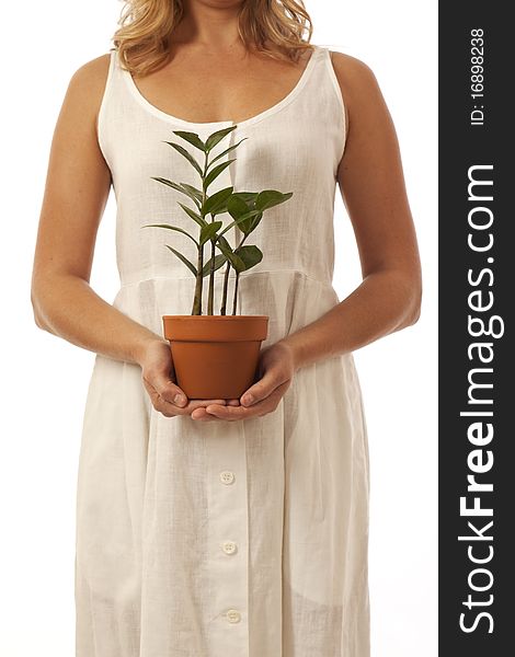 Woman's hands holding potted plant