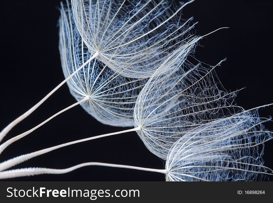 Meadow salsify seeds in black background