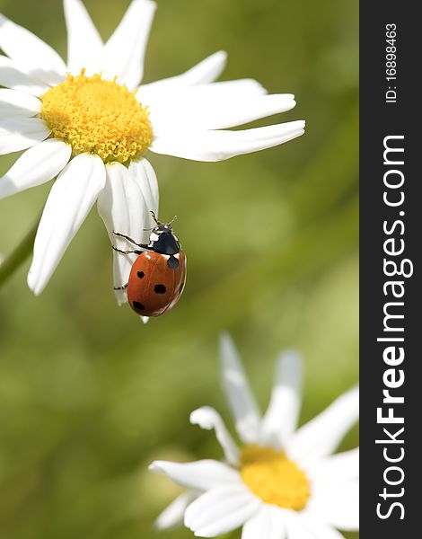 Ladybug on daisy. Macro photo.