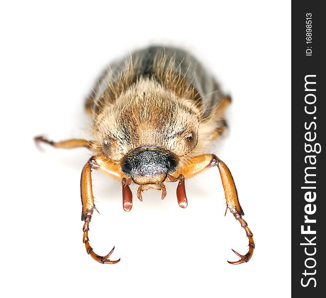 Summer chafer (amphimallon solstitiale) isolated on white background. This beetle is a vermin in gardens.