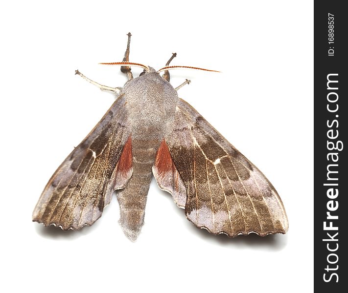 Poplar hawk-moth (Laothoe populi) isolated on white.