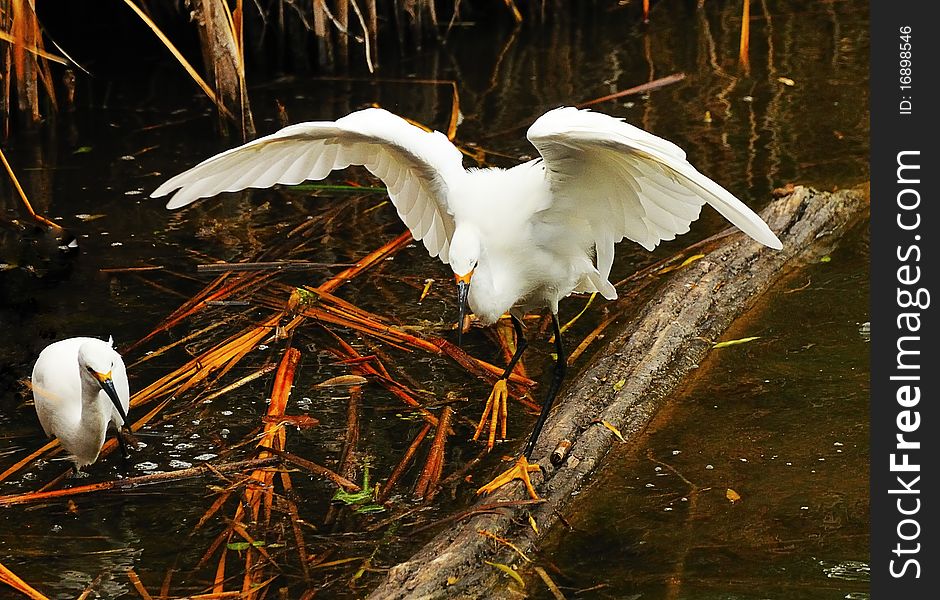 Pair of snowy herons fishing on edge of pond