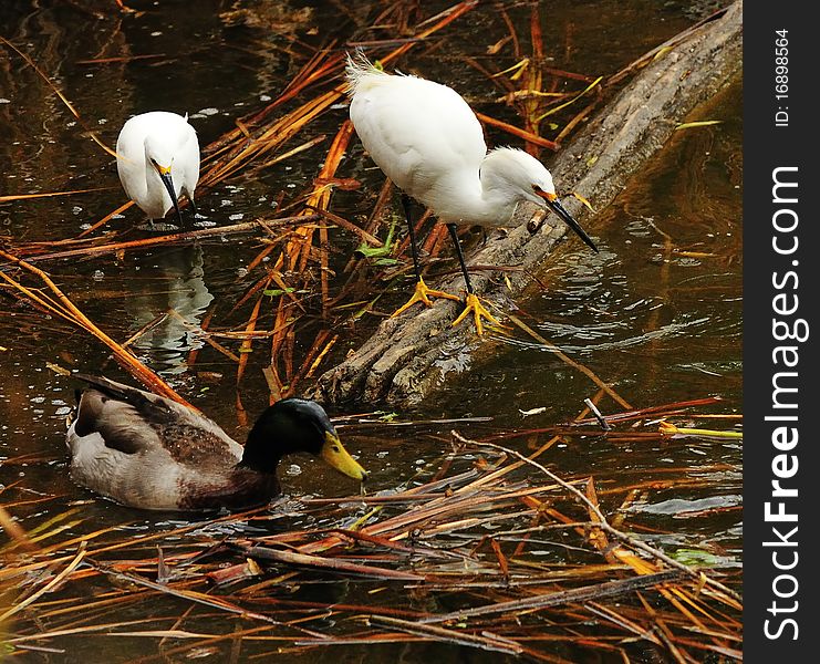 Water birds at the waters edge