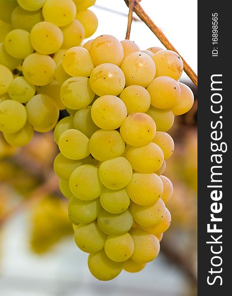 White Grapes