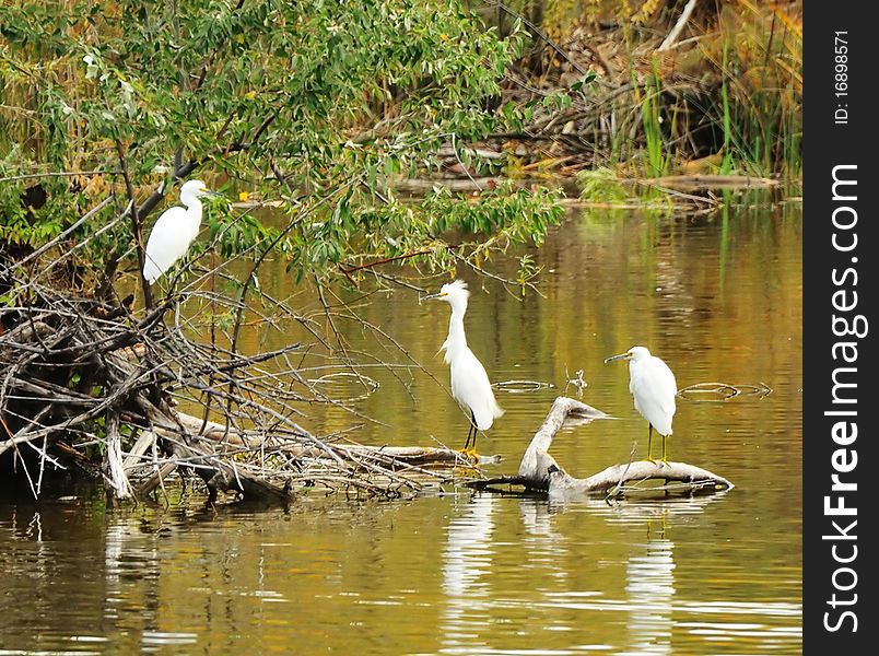 Three herons perched out on a lake