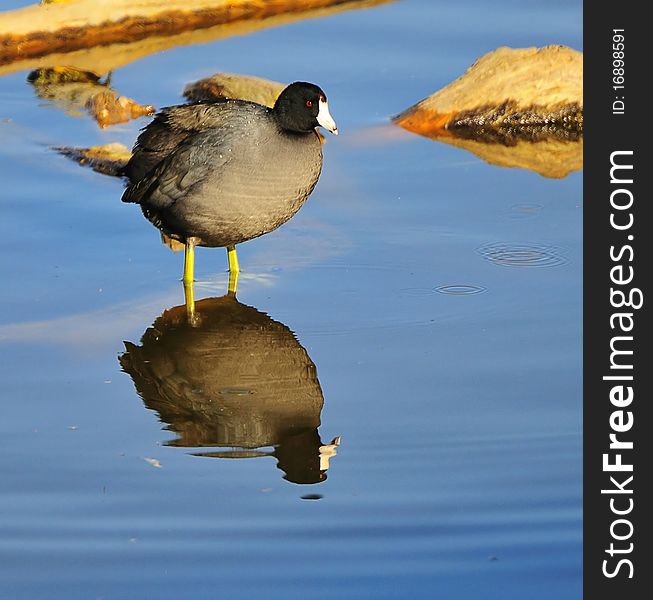 Coot standing on log with reflection on water. Coot standing on log with reflection on water