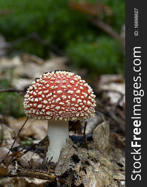 Red and white mushroom in the forest. Red and white mushroom in the forest