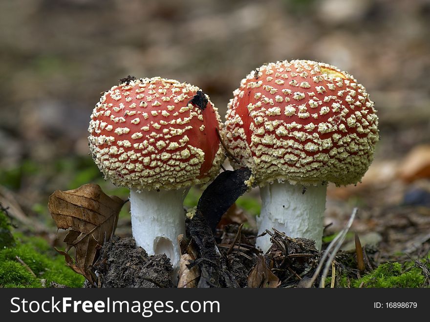 Red and white mushrooms in the forest