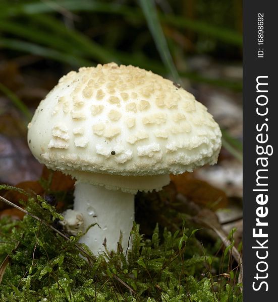 White mushroom in the forest. White mushroom in the forest