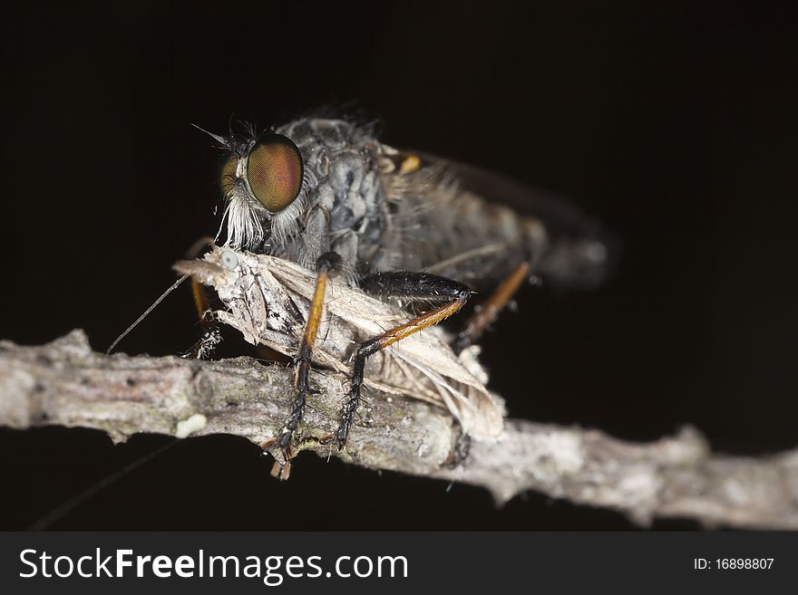 Robber fly feeding on captured moth. Macro photo.