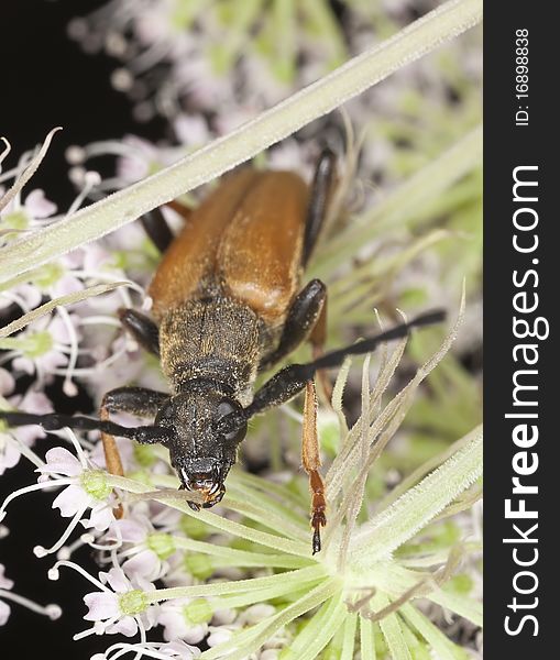 Red longhorn beetle (Stictoleptura rubra) feeding on flower. Macro photo.