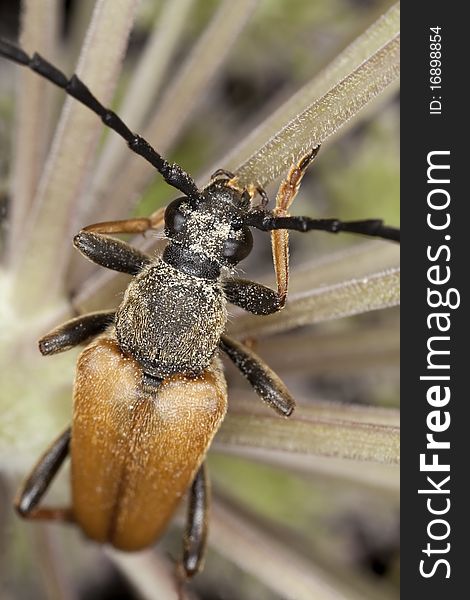 Red longhorn beetle (Stictoleptura rubra) feeding on flower. Macro photo.