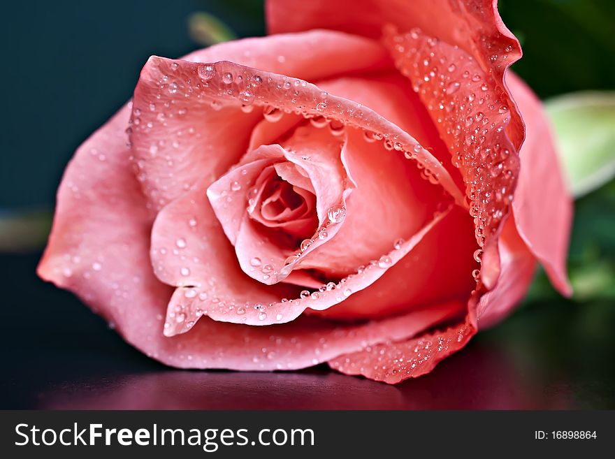 Pink rose with water drops. Macro picture. Pink rose with water drops. Macro picture.