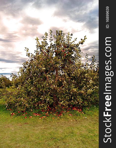 Apple loaded tree drooping with heavy branches basking in a pink early morning sunrise. Apple loaded tree drooping with heavy branches basking in a pink early morning sunrise