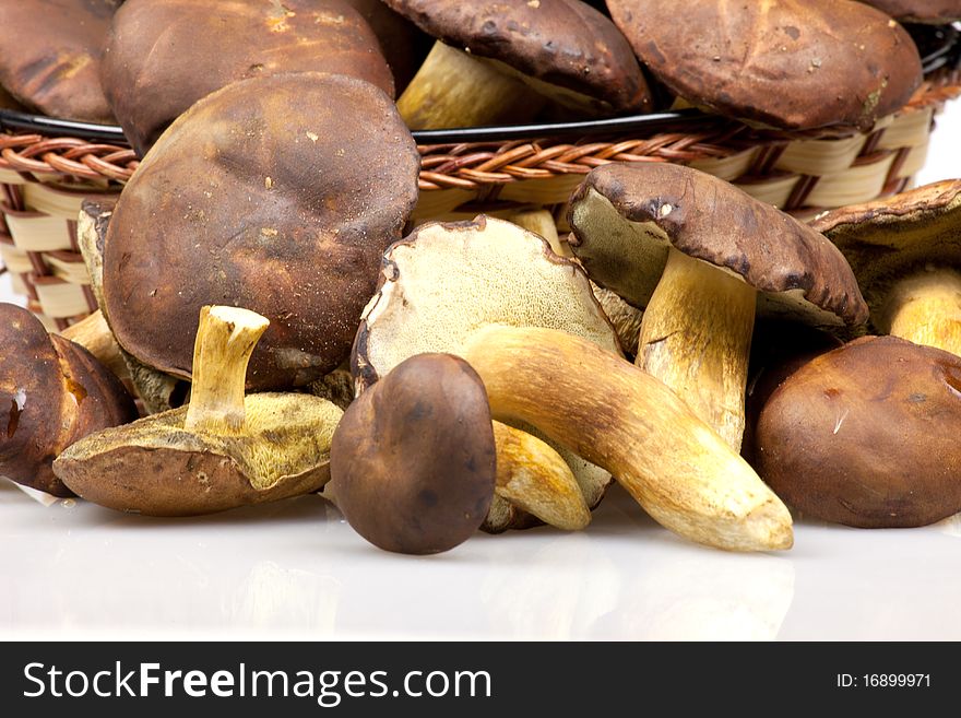 Boletus mushrooms on white background