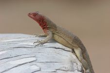 Lava Lizard Stock Images Lava Lizard Stock Images