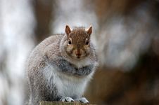 Eastern Grey Squirrel Stock Image