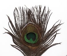 Peacock Feather Stock Photos Peacock Feather Stock Photos