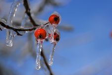 Snow And Ice Storm Royalty Free Stock Photography Snow And Ice Storm Royalty Free Stock Photography