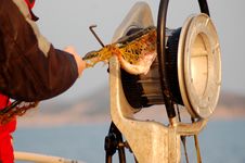 Fishing Series - Pulling Out Fishing Net Stock Image Fishing Series - Pulling Out Fishing Net Stock Image
