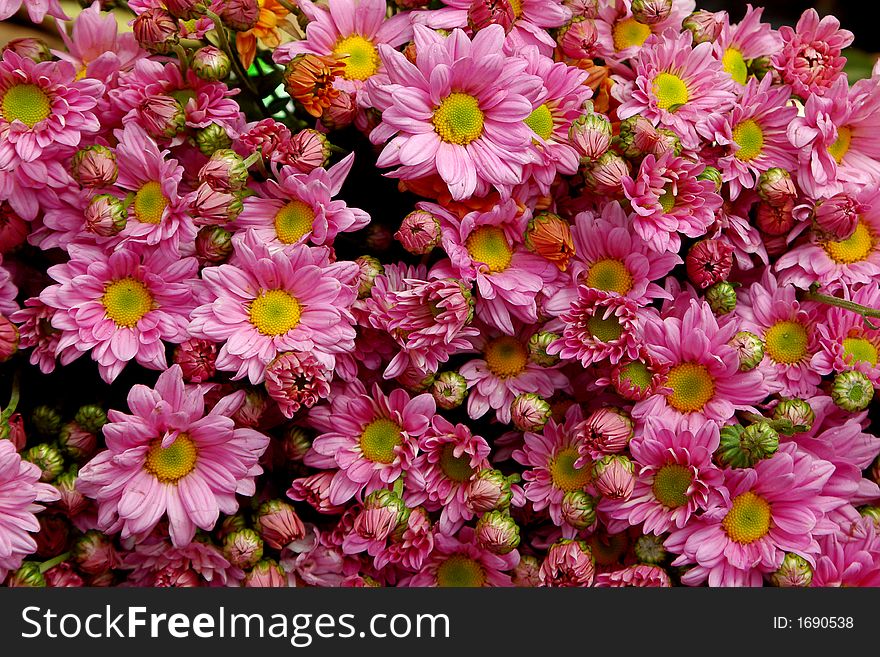 Background made from pink flowers