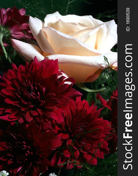 A beautiful white rose together with red chrysantemums