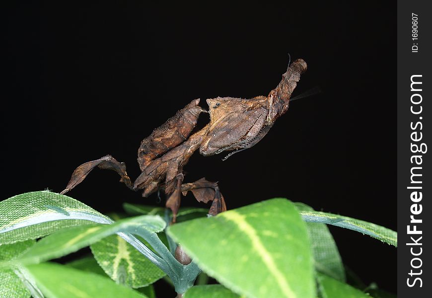 Praying mantis, phyllocrania paradoxa, also known as ghost mantis