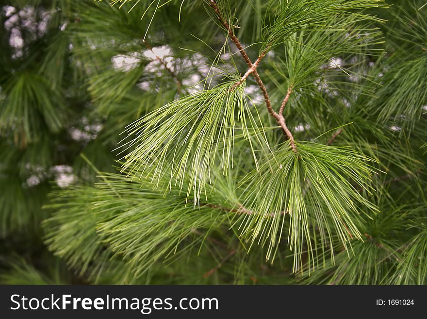 Pine Needles