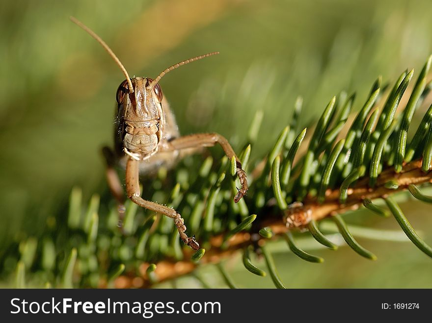 This is a grasshopper or some call locust on a pine tree saying hello. This is a grasshopper or some call locust on a pine tree saying hello.