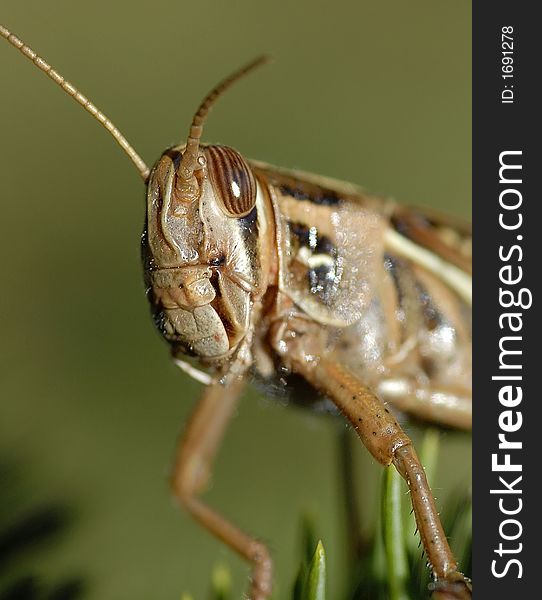 This is a grasshopper or some call locust on a pine tree saying hello. This is a grasshopper or some call locust on a pine tree saying hello.