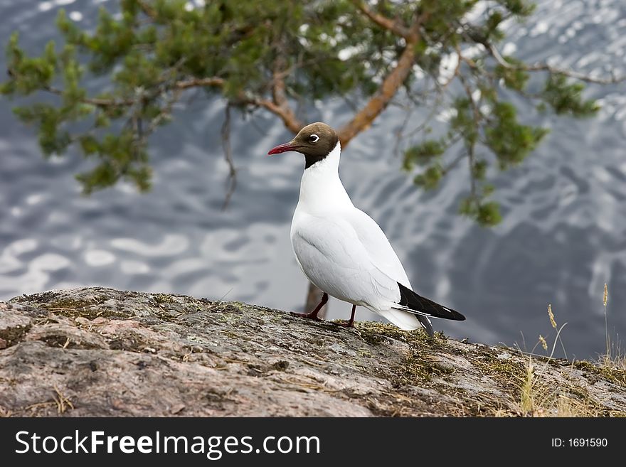 The seagull on a rock on a background of lake