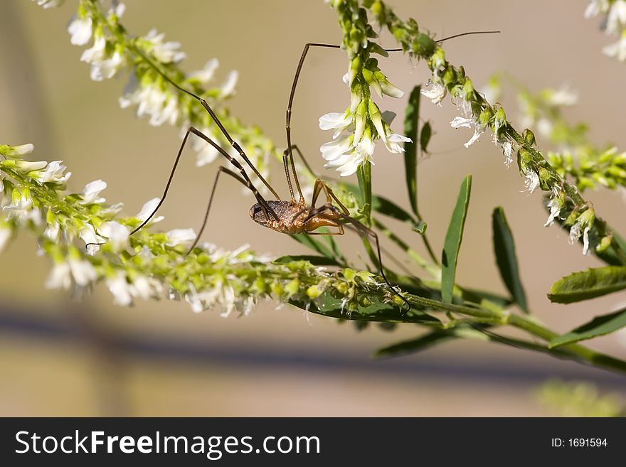 Spider On A Flower