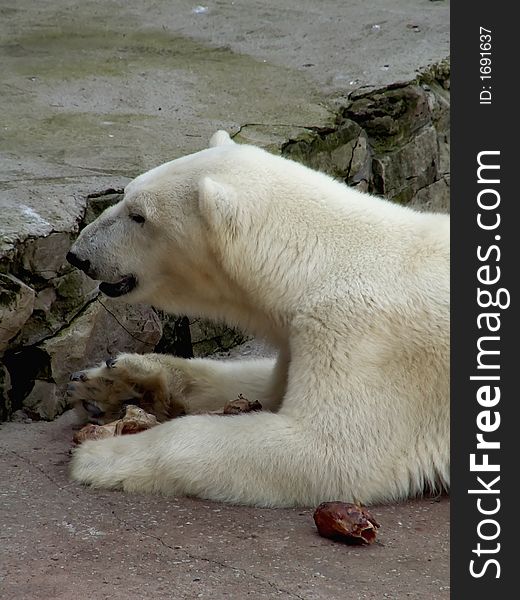 White bear eating (Riga zoo)
