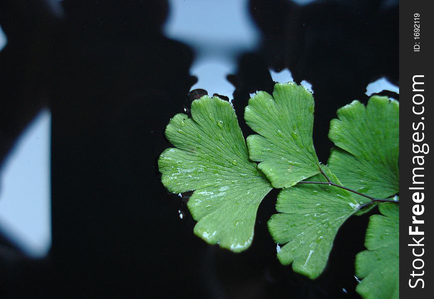 Leaves floating on water in a drum. Leaves floating on water in a drum.