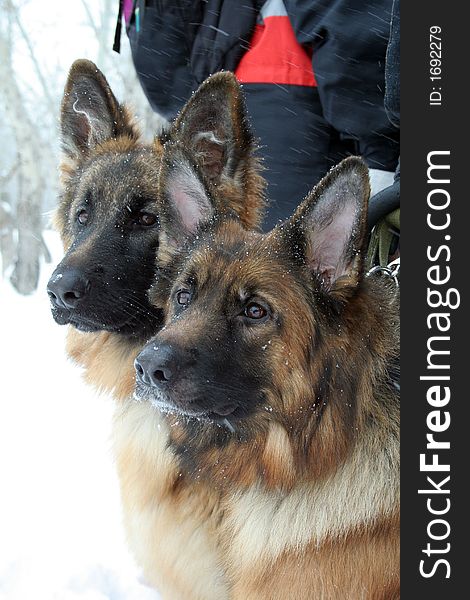 Two dogs in the winter